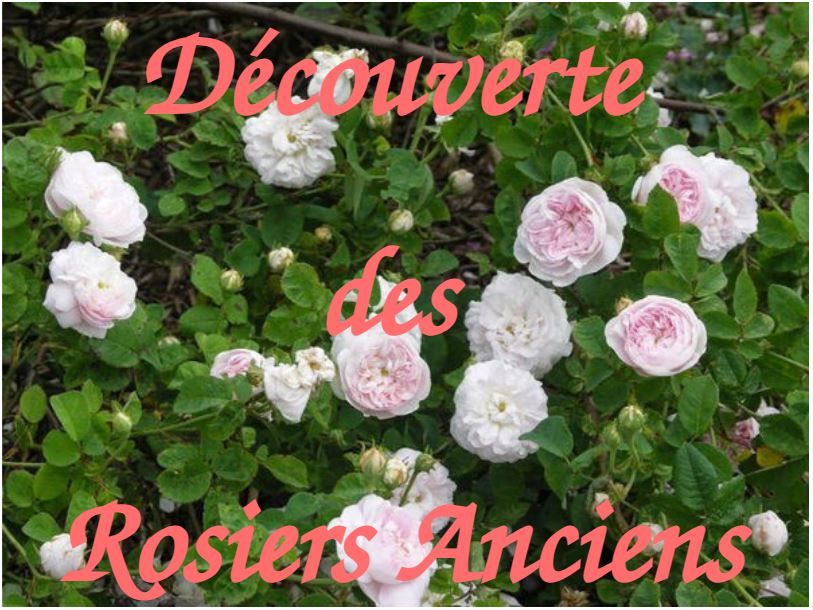 Atelier_roses_anciennes